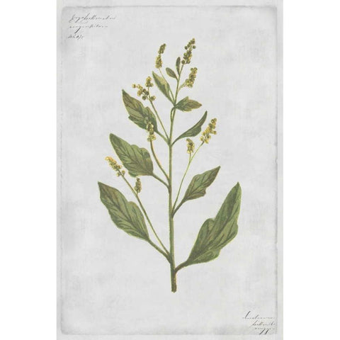 Lambs Quarters Gold Ornate Wood Framed Art Print with Double Matting by PI Collection