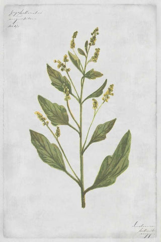 Lambs Quarters Black Ornate Wood Framed Art Print with Double Matting by PI Collection
