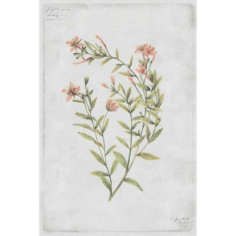 Buds Vol. IV Tav White Modern Wood Framed Art Print by PI Collection
