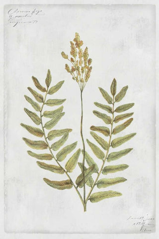 Flowering Fern Stem White Modern Wood Framed Art Print with Double Matting by PI Collection