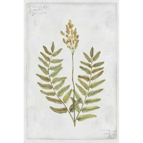 Flowering Fern Stem Gold Ornate Wood Framed Art Print with Double Matting by PI Collection