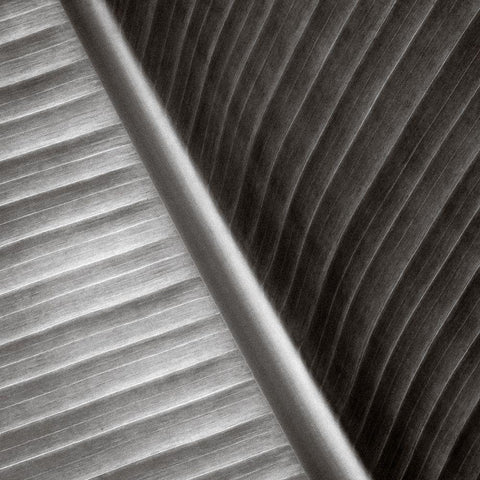 Pam Leaves II Black Ornate Wood Framed Art Print with Double Matting by Cotter, Rick