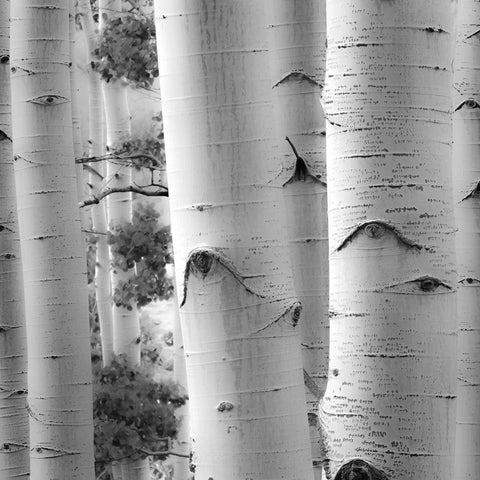 Birches in Grey I Black Modern Wood Framed Art Print by Cotter, Rick