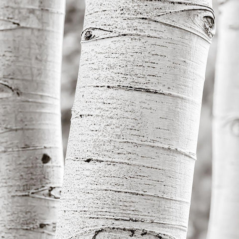 Birches in Grey II White Modern Wood Framed Art Print with Double Matting by Cotter, Rick