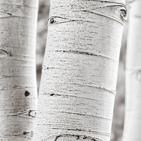 Birches in Grey II Black Modern Wood Framed Art Print by Cotter, Rick