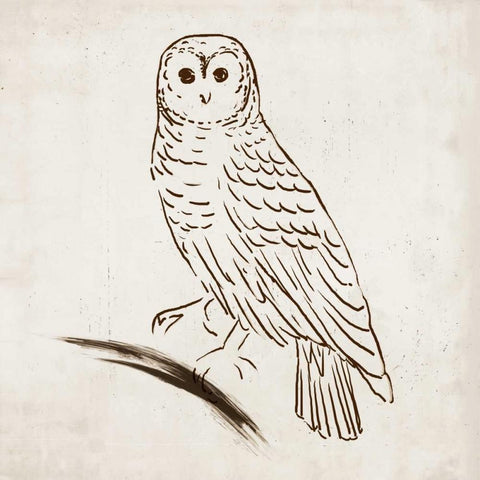 Owl I Black Modern Wood Framed Art Print with Double Matting by Reeves, Tom