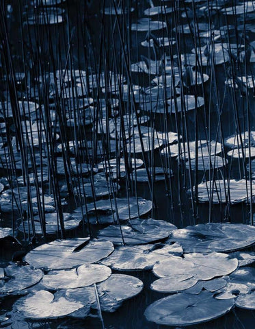 Lilly Pond Blue I Black Ornate Wood Framed Art Print with Double Matting by Cozart, Rebecca