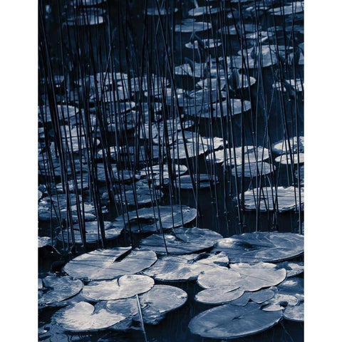 Lilly Pond Blue I Black Modern Wood Framed Art Print by Cozart, Rebecca