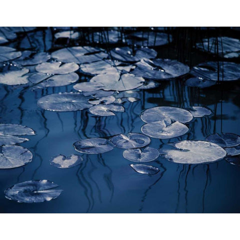 Lilly Pond Blue VII Gold Ornate Wood Framed Art Print with Double Matting by Cozart, Rebecca