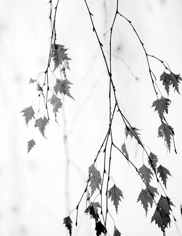 Subtle White Modern Wood Framed Art Print with Double Matting by Cozart, Rebecca