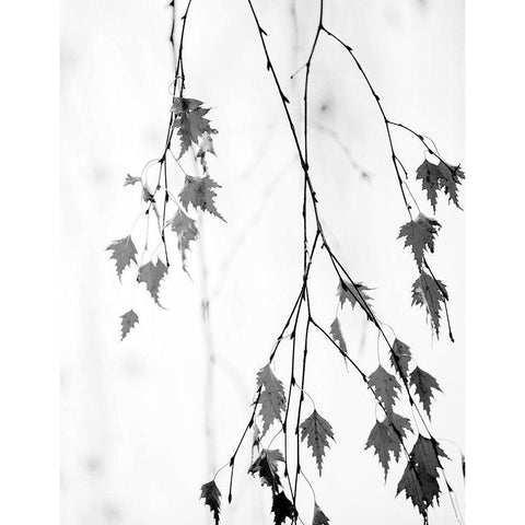 Subtle Black Modern Wood Framed Art Print with Double Matting by Cozart, Rebecca