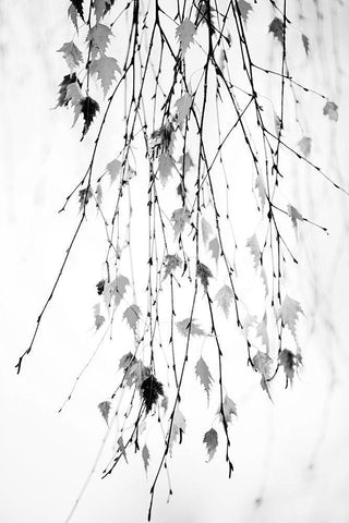Hanging Black Ornate Wood Framed Art Print with Double Matting by Cozart, Rebecca