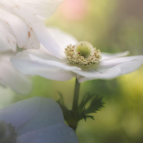 Chiffon I Black Modern Wood Framed Art Print with Double Matting by Schenck, Robert