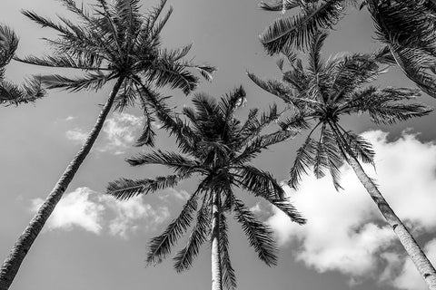 California Palms II White Modern Wood Framed Art Print with Double Matting by Silver, Richard