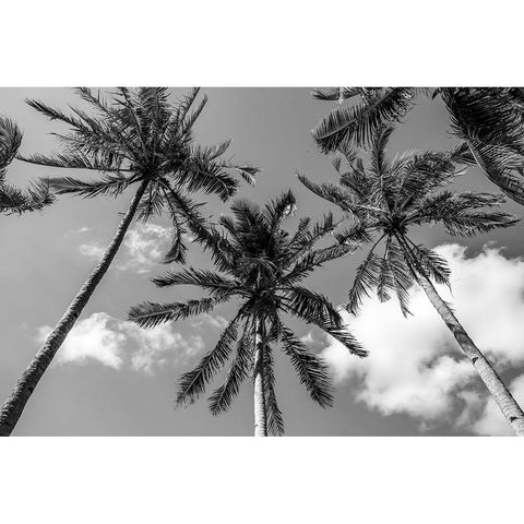 California Palms II Black Modern Wood Framed Art Print by Silver, Richard