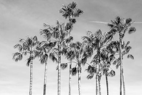 California Palms III White Modern Wood Framed Art Print with Double Matting by Silver, Richard
