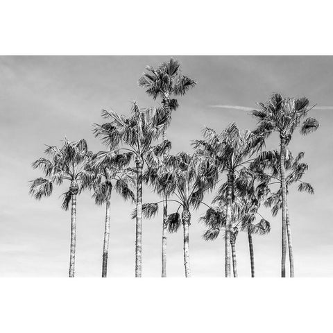California Palms III Black Modern Wood Framed Art Print by Silver, Richard