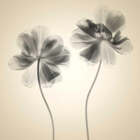 Soft I Black Modern Wood Framed Art Print with Double Matting by Stalus, Judy