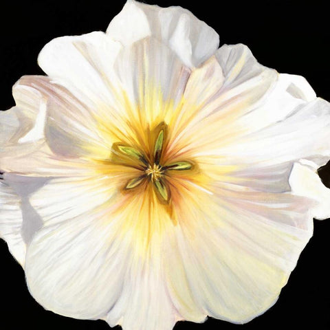White Bloom I Black Modern Wood Framed Art Print with Double Matting by Iafrate, Sandra