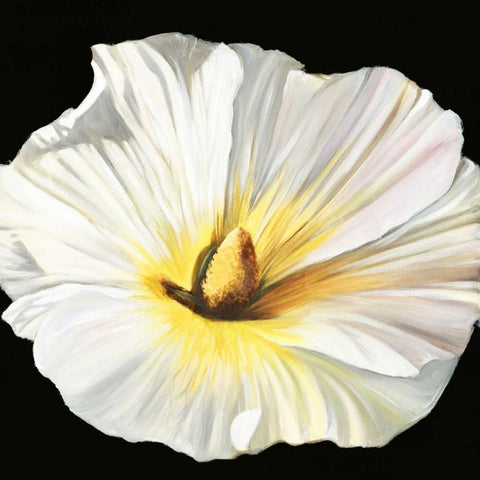 White Bloom II Black Modern Wood Framed Art Print with Double Matting by Iafrate, Sandra