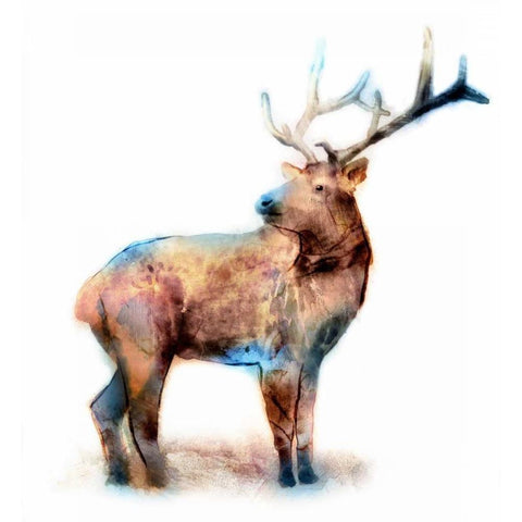 Elk Black Modern Wood Framed Art Print with Double Matting by Selkirk, Edward