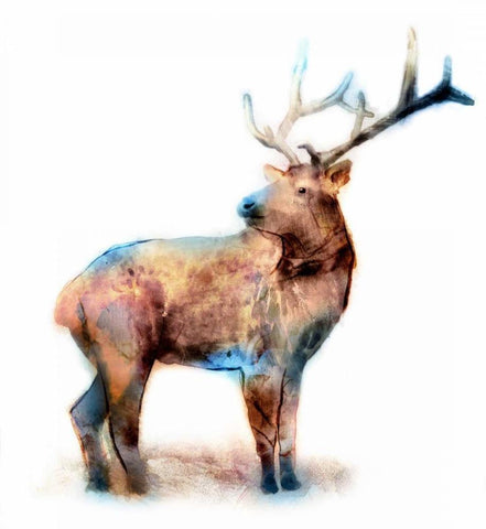 Elk Black Ornate Wood Framed Art Print with Double Matting by Selkirk, Edward