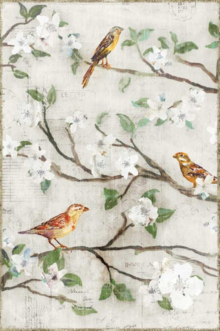 Songs of Blossoms I White Modern Wood Framed Art Print with Double Matting by Selkirk, Edward