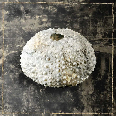 Marble Shell Series I Gold Ornate Wood Framed Art Print with Double Matting by Selkirk, Edward