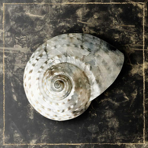 Marble Shell Series II Black Modern Wood Framed Art Print by Selkirk, Edward