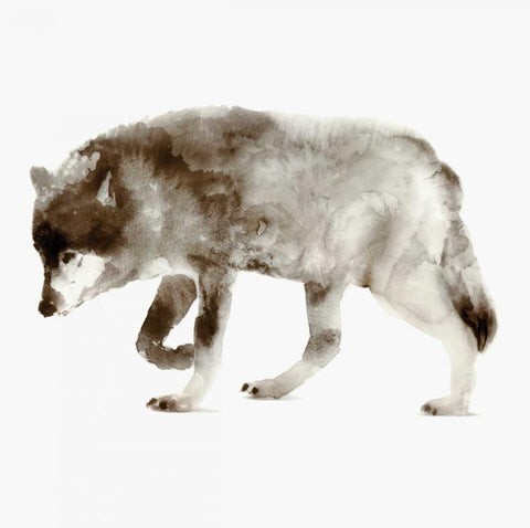 Wolf White Modern Wood Framed Art Print with Double Matting by Selkirk, Edward