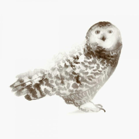 Owl Black Ornate Wood Framed Art Print with Double Matting by Selkirk, Edward