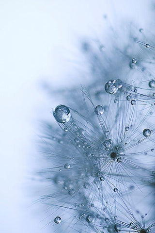 Blue Dandelion White Modern Wood Framed Art Print with Double Matting by Schwartz, Sherstin
