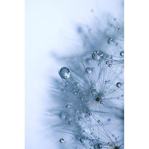 Blue Dandelion Black Modern Wood Framed Art Print by Schwartz, Sherstin