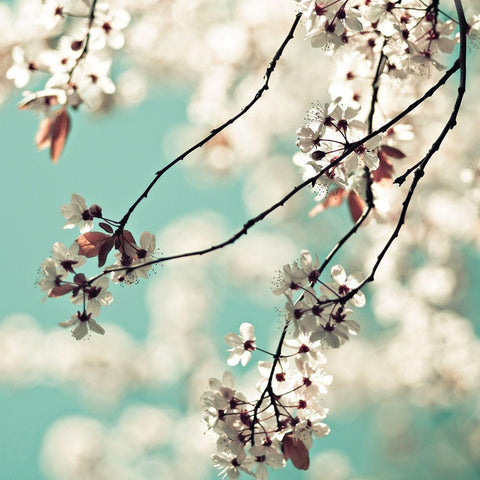 White Blossoms White Modern Wood Framed Art Print by Cook, Sylvia