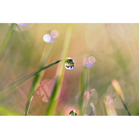 Waterdrop White Modern Wood Framed Art Print by Cook, Sylvia
