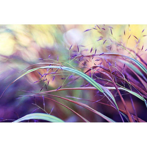 Purple grass Black Modern Wood Framed Art Print by Cook, Sylvia