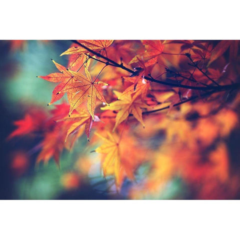 Fall Leaves White Modern Wood Framed Art Print by Cook, Sylvia