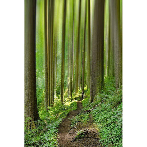 Enchanted Forest Black Modern Wood Framed Art Print by Schwartz, Don