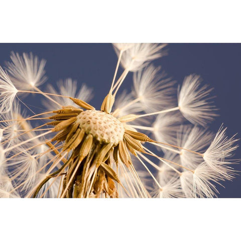 andelion Explosion Gold Ornate Wood Framed Art Print with Double Matting by Schwartz, Don