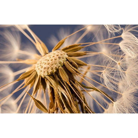 Dandelion Delight Black Modern Wood Framed Art Print with Double Matting by Schwartz, Don