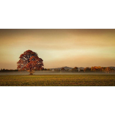 Touched by Fog White Modern Wood Framed Art Print by Schwartz, Don
