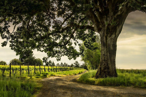 Winding Through the VineyardÂ  Black Ornate Wood Framed Art Print with Double Matting by Schwartz, Don