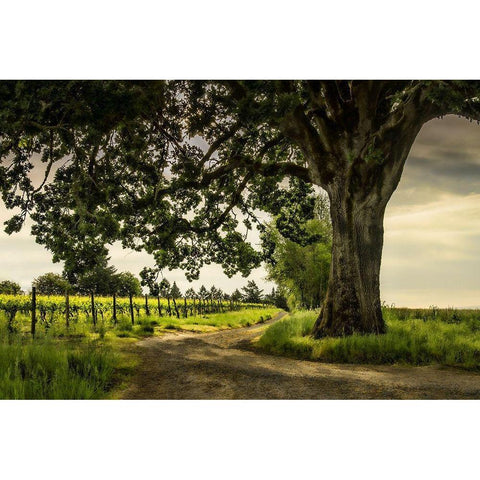 Winding Through the VineyardÂ  Black Modern Wood Framed Art Print by Schwartz, Don
