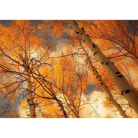 Towering Aspens White Modern Wood Framed Art Print by Schwartz, Don