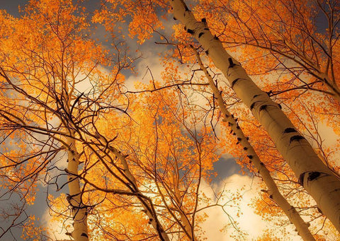 Towering Aspens White Modern Wood Framed Art Print with Double Matting by Schwartz, Don