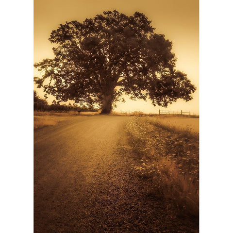 Final Tree White Modern Wood Framed Art Print by Schwartz, Don