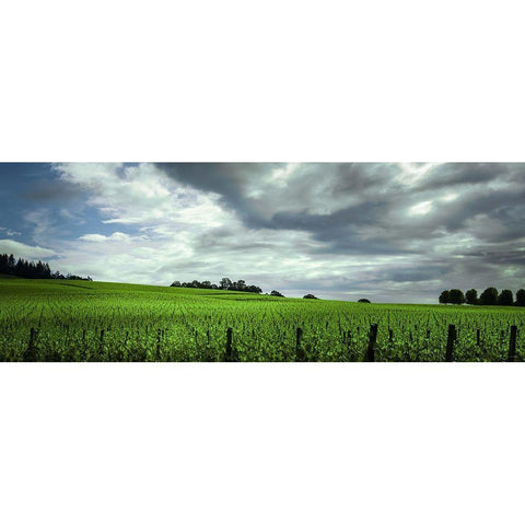Rolling Vineyard  Black Modern Wood Framed Art Print with Double Matting by Schwartz, Don