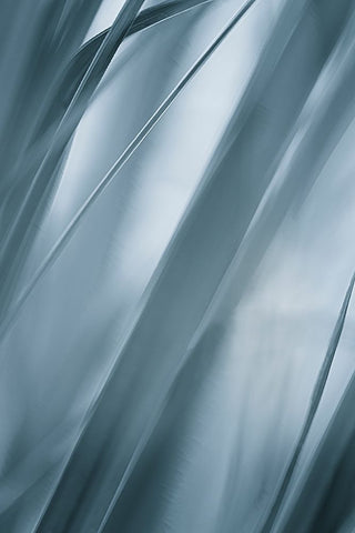 Blades of Grass  Black Ornate Wood Framed Art Print with Double Matting by Schwartz, Don