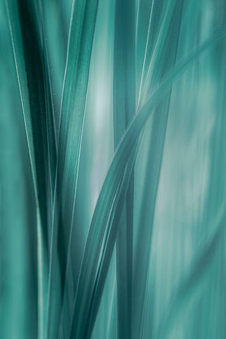 Summer Grasses  White Modern Wood Framed Art Print with Double Matting by Schwartz, Don