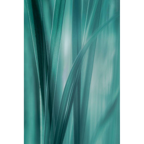 Summer Grasses  Black Modern Wood Framed Art Print by Schwartz, Don